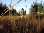 ���� �� �����: ��������������� �� ������� 2012