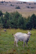 DSC_0129.JPG