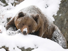 Образ жизни медведей зимой