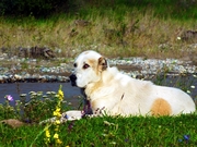 Пёс у реки