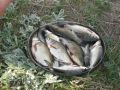 рыба пойманная на стоянке в реке Тетерев