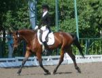 Фотоальбом соревнований по конному спорту в Сумах 11-12 июня 2011 года