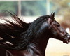 С 23 по 25 июля 2010 года в Сумах состоялись "Всеукраинские испытания молодых лошадей спортивных пород"