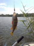Окунь был пойман спиннингом на вращающуюся блесну Myran 10 июня 2011 года на озере Олдышь